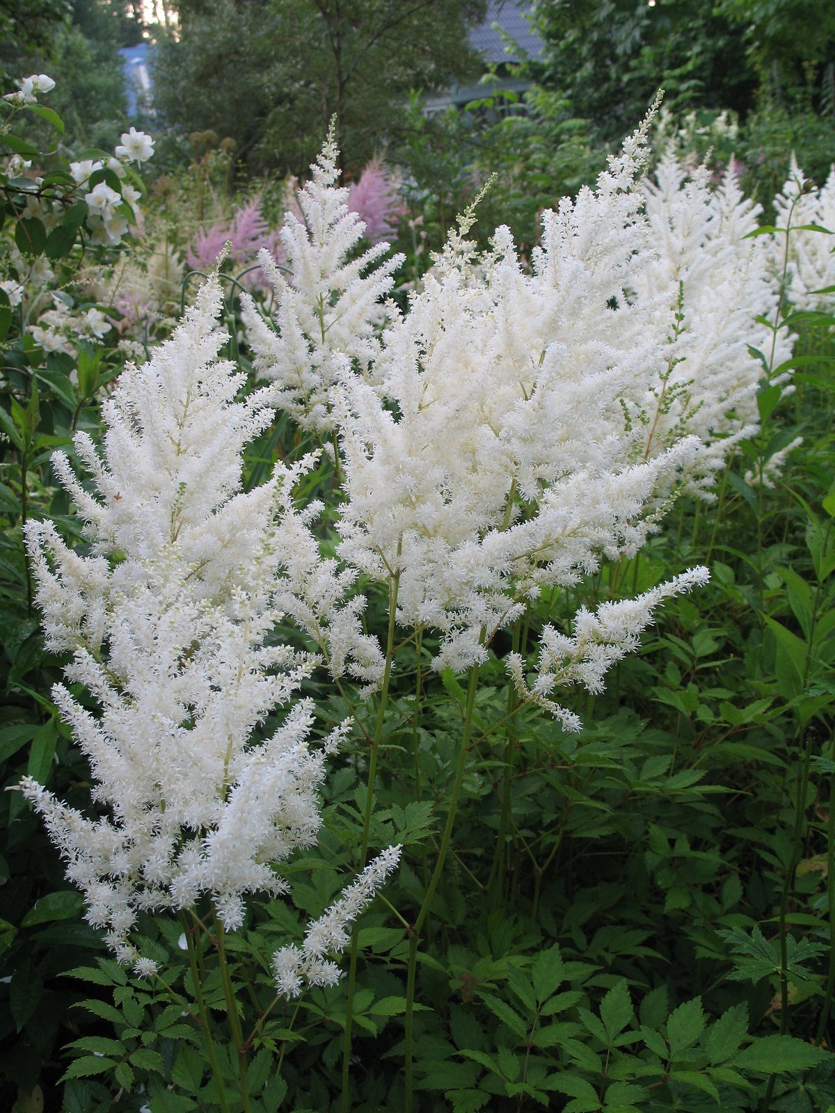 Astilbe arendsii 'Diamant'